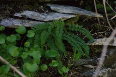 Asplenium viride