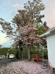 Tabebuia heterophylla