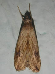 Evergestis forficalis