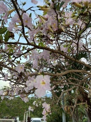 Tabebuia heterophylla