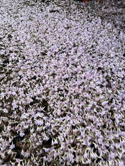 Tabebuia heterophylla