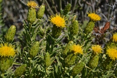 Pteronia
