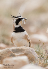 Eremophila bilopha