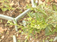 Lepidium