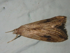 Evergestis forficalis