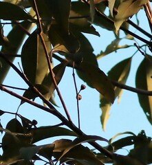 Lophostemon confertus