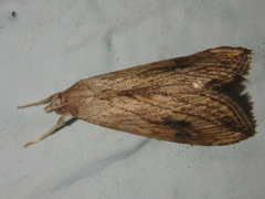 Evergestis forficalis