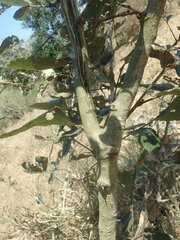 Philenoptera violacea