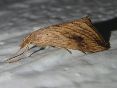 Evergestis forficalis