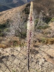 Drimia numidica