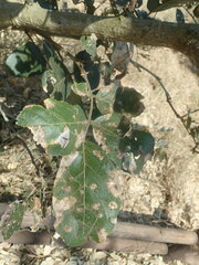 Philenoptera violacea