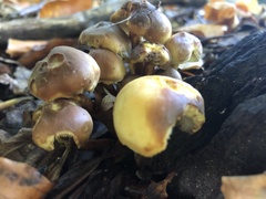 Hypholoma fasciculare