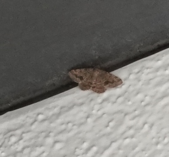 Frederickia s-signata