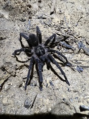 Cyrtopholis portoricae