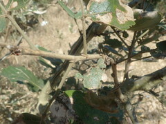 Philenoptera violacea