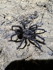 Cyrtopholis portoricae