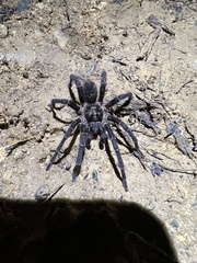 Cyrtopholis portoricae