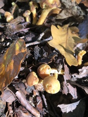 Hypholoma fasciculare
