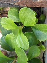 Phedimus kamtschaticus