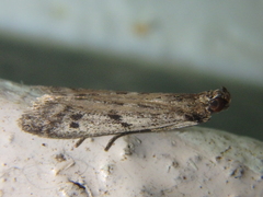 Phycitodes binaevella