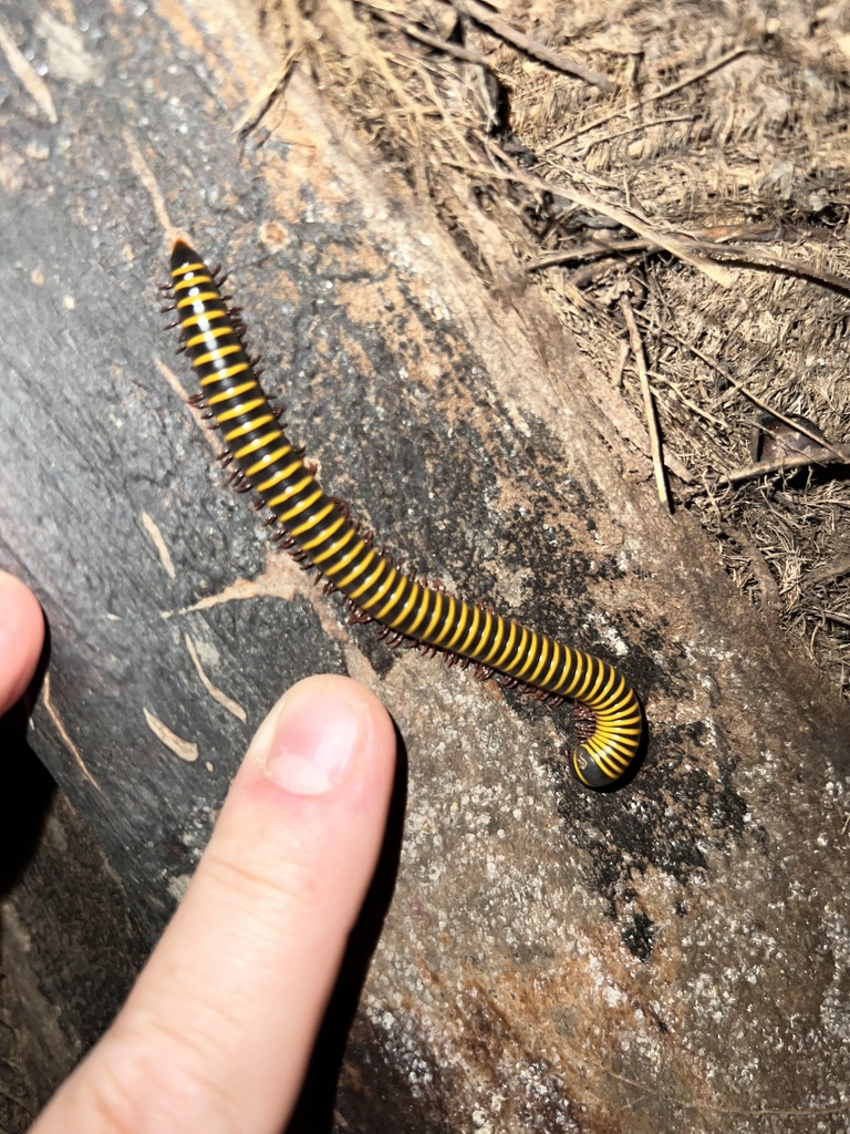 Anadenobolus modestior