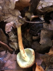 Hypholoma fasciculare