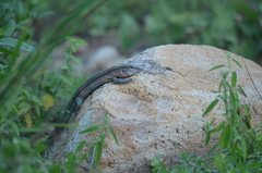 Aspidoscelis guttatus