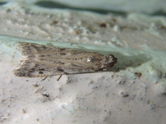 Phycitodes binaevella