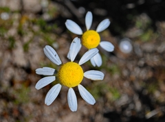 Asteraceae