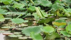Ixobrychus sinensis