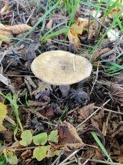 Infundibulicybe geotropa