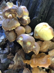Hypholoma fasciculare