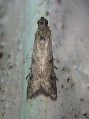 Phycitodes binaevella