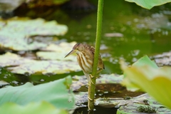 Ixobrychus sinensis