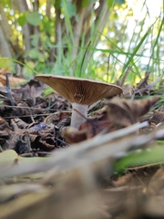 Infundibulicybe geotropa
