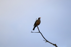 Turdus falcklandii