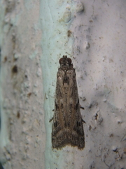 Phycitodes binaevella