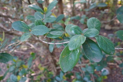 Pyrostria orbicularis