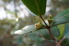 Pyrostria orbicularis