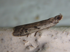 Phycitodes binaevella