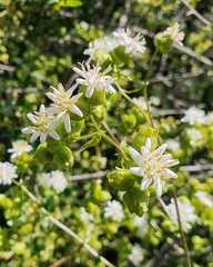 Moscharia pinnatifida