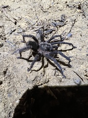 Cyrtopholis portoricae