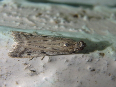 Phycitodes binaevella