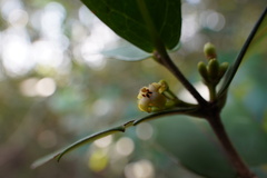 Pyrostria orbicularis