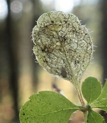 Phytomyza linnaeae