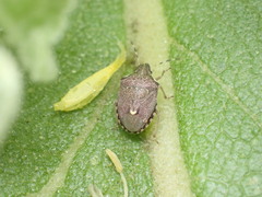 Holcostethus albipes