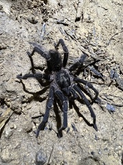 Cyrtopholis portoricae