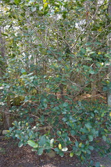 Pyrostria orbicularis