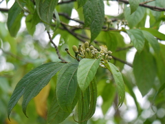 Grewia serrulata