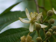 Grewia serrulata